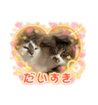 タオここスタンプ〜タオvol.1（個別スタンプ：12）