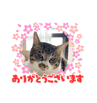 タオここスタンプ〜タオvol.1（個別スタンプ：14）