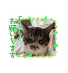 タオここスタンプ〜タオvol.1（個別スタンプ：15）