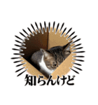 タオここスタンプ〜タオvol.1（個別スタンプ：16）
