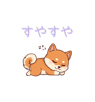 柴犬の日常 01（個別スタンプ：11）