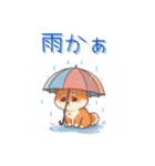 柴犬の日常 01（個別スタンプ：19）