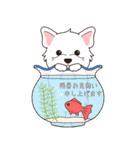 『ウエスティ』夏のごあいさつ（個別スタンプ：5）