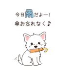 『ウエスティ』夏のごあいさつ（個別スタンプ：16）