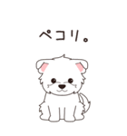 『ウエスティ』夏のごあいさつ（個別スタンプ：20）