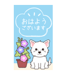 『ウエスティ』夏のごあいさつ（個別スタンプ：21）