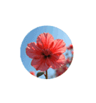 花.薔薇など.文字なしスタンプ.Flower Rose（個別スタンプ：2）