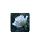 花.薔薇など.文字なしスタンプ.Flower Rose（個別スタンプ：15）