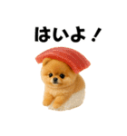 お寿司ポメ（個別スタンプ：1）