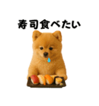お寿司ポメ（個別スタンプ：32）