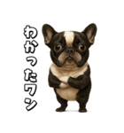 キモブサカワ5(フレンチブルドック)（個別スタンプ：1）