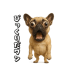キモブサカワ5(フレンチブルドック)（個別スタンプ：9）