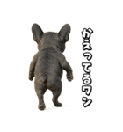 キモブサカワ5(フレンチブルドック)（個別スタンプ：13）
