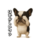 キモブサカワ5(フレンチブルドック)（個別スタンプ：14）