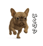 キモブサカワ5(フレンチブルドック)（個別スタンプ：16）