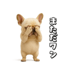 キモブサカワ5(フレンチブルドック)（個別スタンプ：22）