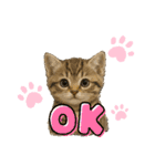 毎日可愛い猫ちゃんたちと一緒のスタンプ（個別スタンプ：1）