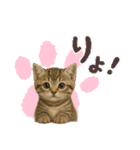 毎日可愛い猫ちゃんたちと一緒のスタンプ（個別スタンプ：2）
