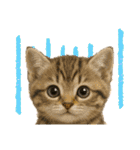 毎日可愛い猫ちゃんたちと一緒のスタンプ（個別スタンプ：10）