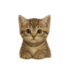 毎日可愛い猫ちゃんたちと一緒のスタンプ（個別スタンプ：23）