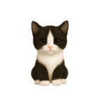 毎日可愛い猫ちゃんたちと一緒のスタンプ（個別スタンプ：26）