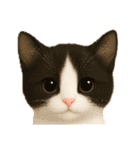 毎日可愛い猫ちゃんたちと一緒のスタンプ（個別スタンプ：35）