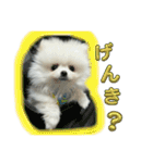 わたしはえる・ポメラニアン・豪華版（個別スタンプ：2）