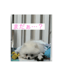わたしはえる・ポメラニアン・豪華版（個別スタンプ：8）