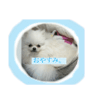 わたしはえる・ポメラニアン・豪華版（個別スタンプ：13）