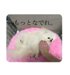 わたしはえる・ポメラニアン・豪華版（個別スタンプ：17）