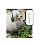 わたしはえる・ポメラニアン・豪華版（個別スタンプ：24）