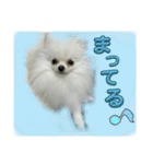 わたしはえる・ポメラニアン・豪華版（個別スタンプ：30）