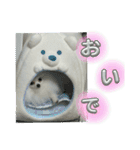 わたしはえる・ポメラニアン・豪華版（個別スタンプ：34）