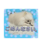 わたしはえる・ポメラニアン・豪華版（個別スタンプ：38）