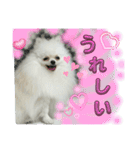 わたしはえる・ポメラニアン・豪華版（個別スタンプ：39）
