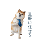 実写旦那用しば犬【日常会話・夫婦・連絡】（個別スタンプ：1）