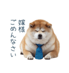 実写旦那用しば犬【日常会話・夫婦・連絡】（個別スタンプ：3）