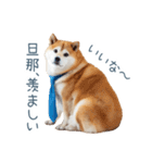 実写旦那用しば犬【日常会話・夫婦・連絡】（個別スタンプ：5）