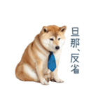 実写旦那用しば犬【日常会話・夫婦・連絡】（個別スタンプ：6）