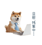 実写旦那用しば犬【日常会話・夫婦・連絡】（個別スタンプ：7）