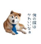 実写旦那用しば犬【日常会話・夫婦・連絡】（個別スタンプ：11）