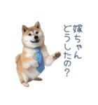 実写旦那用しば犬【日常会話・夫婦・連絡】（個別スタンプ：13）