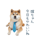 実写旦那用しば犬【日常会話・夫婦・連絡】（個別スタンプ：16）