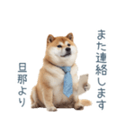 実写旦那用しば犬【日常会話・夫婦・連絡】（個別スタンプ：17）