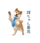 実写旦那用しば犬【日常会話・夫婦・連絡】（個別スタンプ：20）