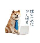 実写旦那用しば犬【日常会話・夫婦・連絡】（個別スタンプ：25）
