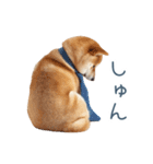 実写旦那用しば犬【日常会話・夫婦・連絡】（個別スタンプ：26）