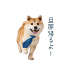 実写旦那用しば犬【日常会話・夫婦・連絡】（個別スタンプ：27）
