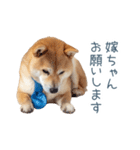 実写旦那用しば犬【日常会話・夫婦・連絡】（個別スタンプ：28）