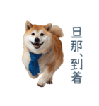 実写旦那用しば犬【日常会話・夫婦・連絡】（個別スタンプ：29）